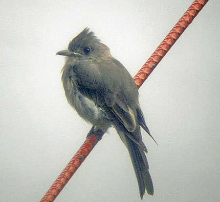Pretty Greater pewee