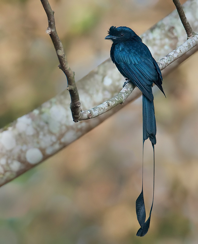 Pretty Greater racket-tailed drongo