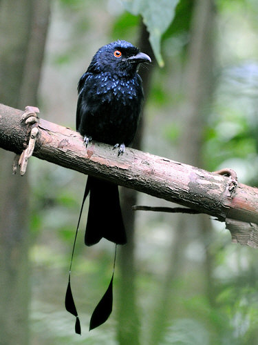 Pretty Greater racket-tailed drongo