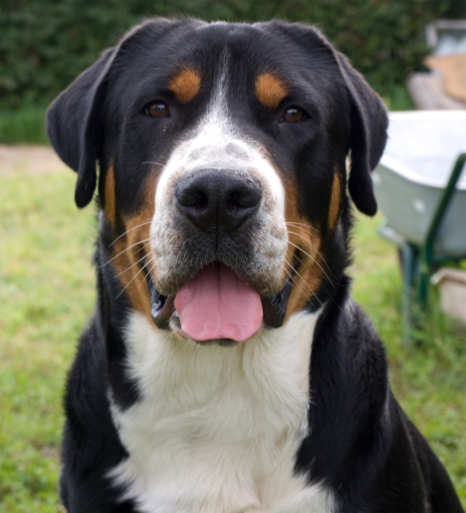 Greater Swiss Mountain Dog - Dog Breed