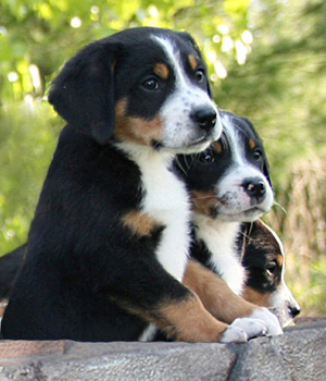 Cool Greater Swiss Mountain Dog - Dog Breed