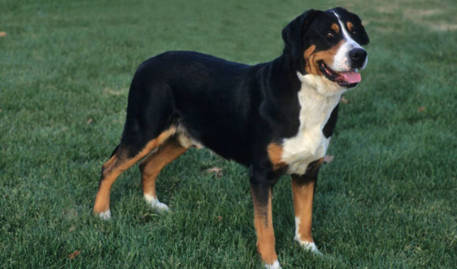 Wallpaper Greater Swiss Mountain Dog - Dog Breed