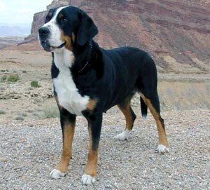 Greater Swiss Mountain Dog - Dog Breed photo 