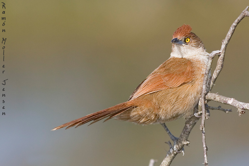 Greater thornbird