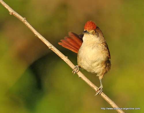 Pretty Greater thornbird
