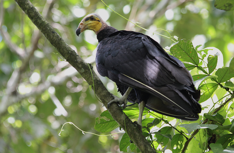 Greater yellow-headed vulture