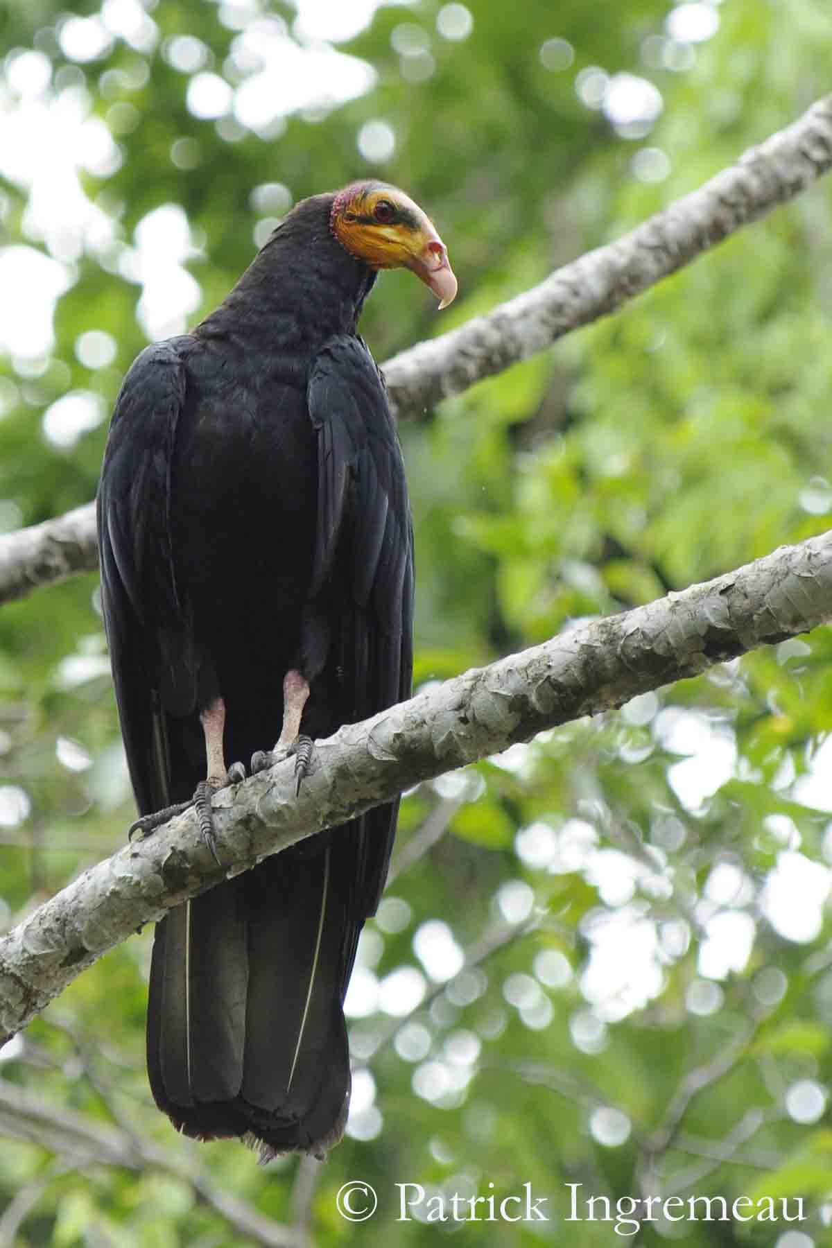 Pretty Greater yellow-headed vulture