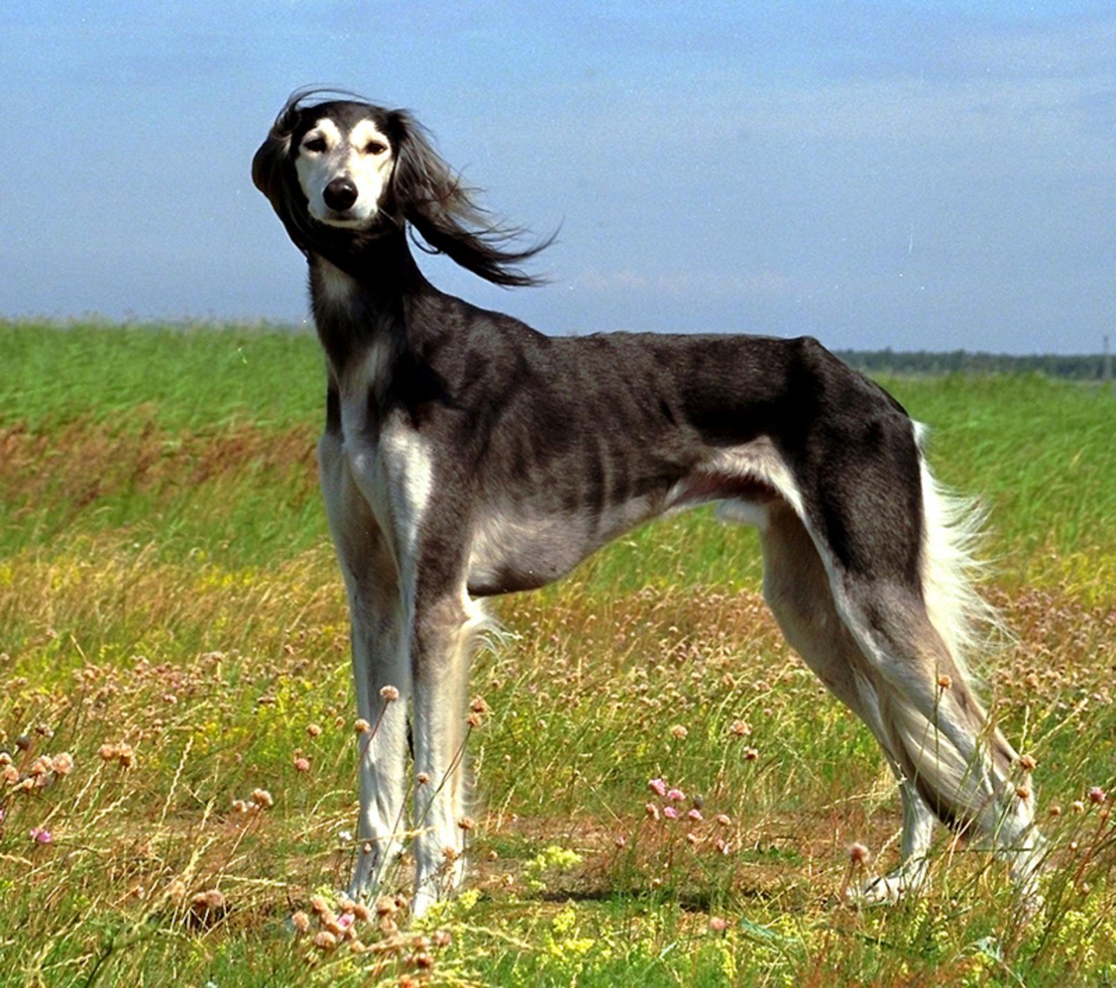 Pretty Greyhound - Dog Breed
