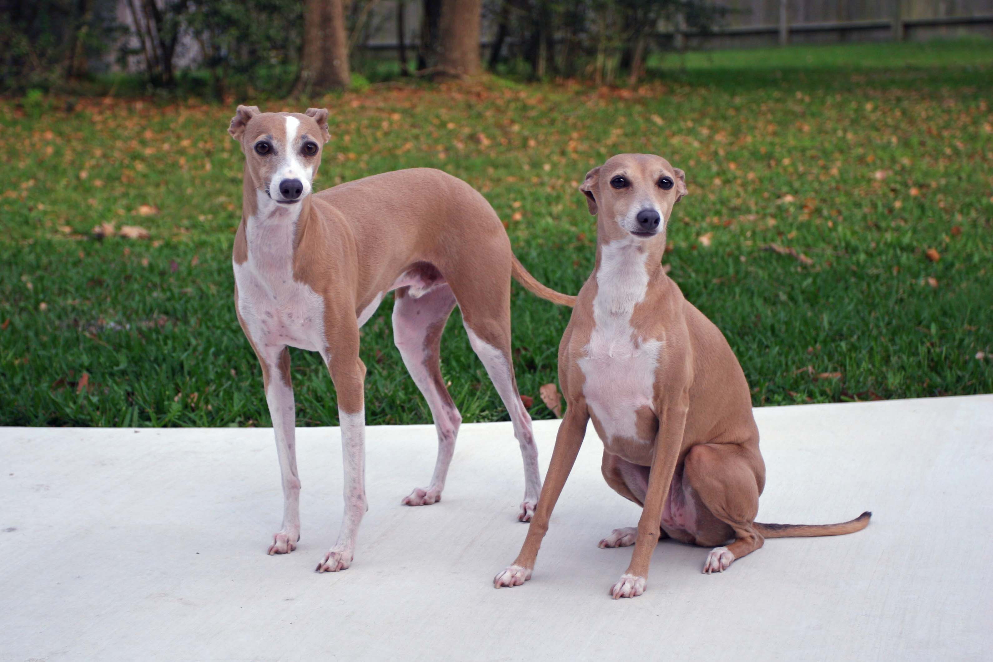 Greyhound - Dog Breed photo 
