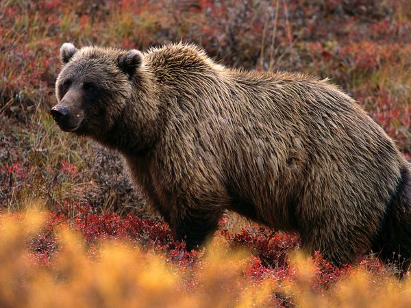 Photo Grizzly bear