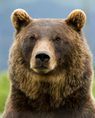 Grizzly bear photo 
