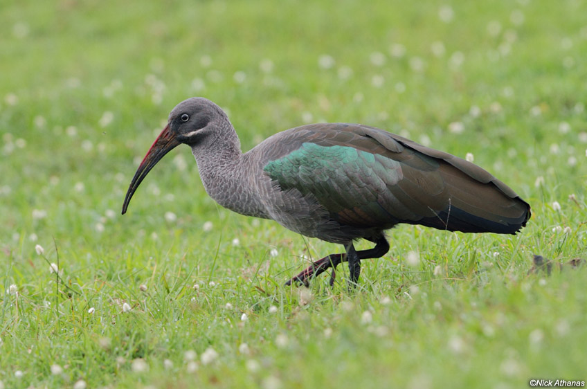 Pretty Hadada ibis