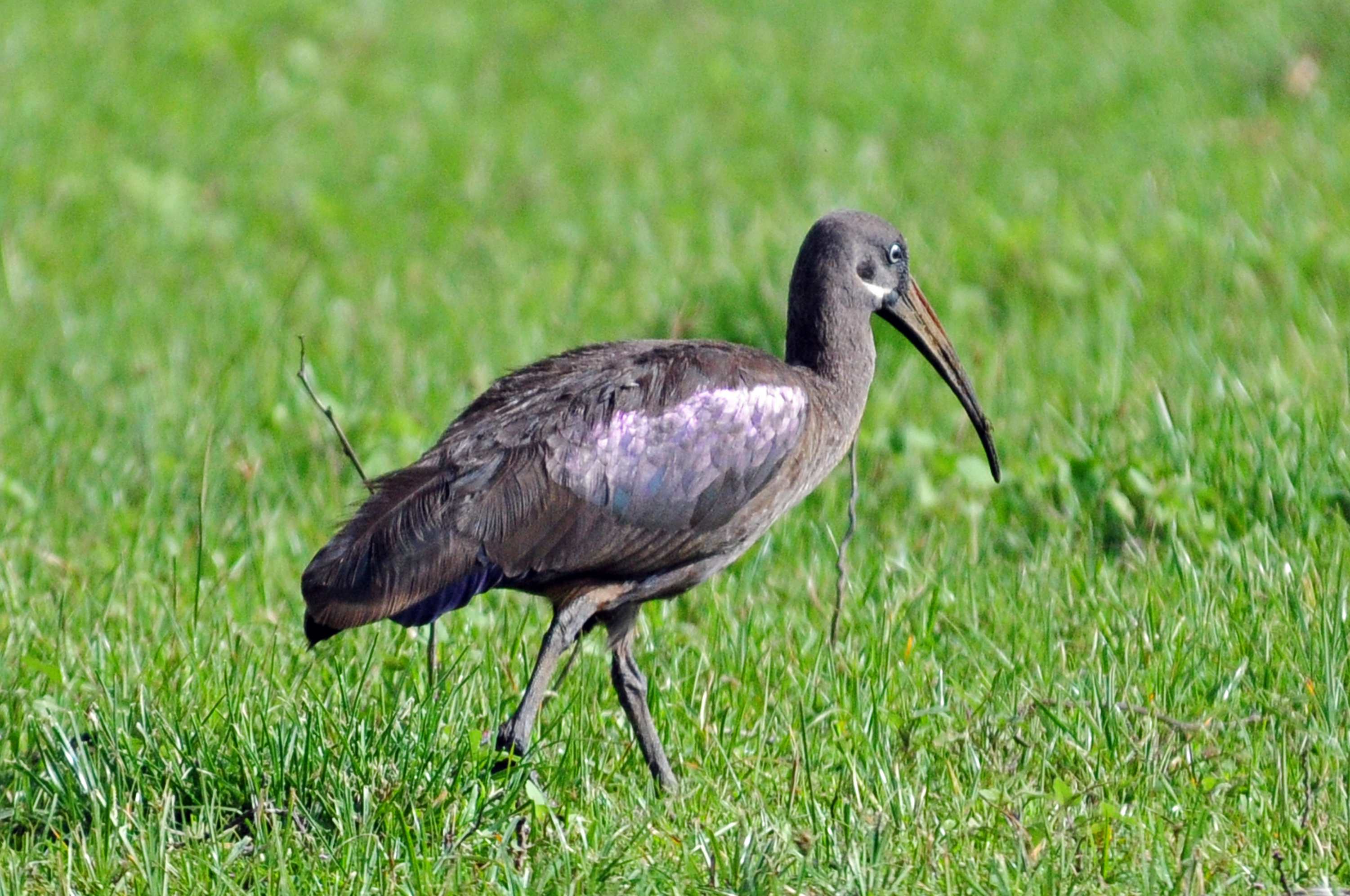 Pretty Hadada ibis