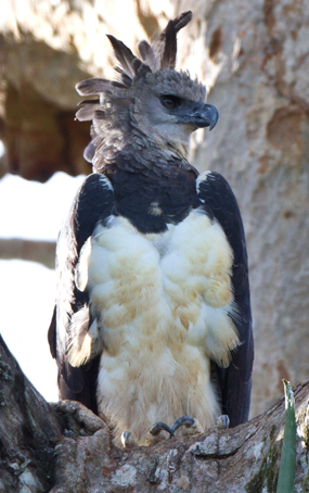Pretty Harpy eagle
