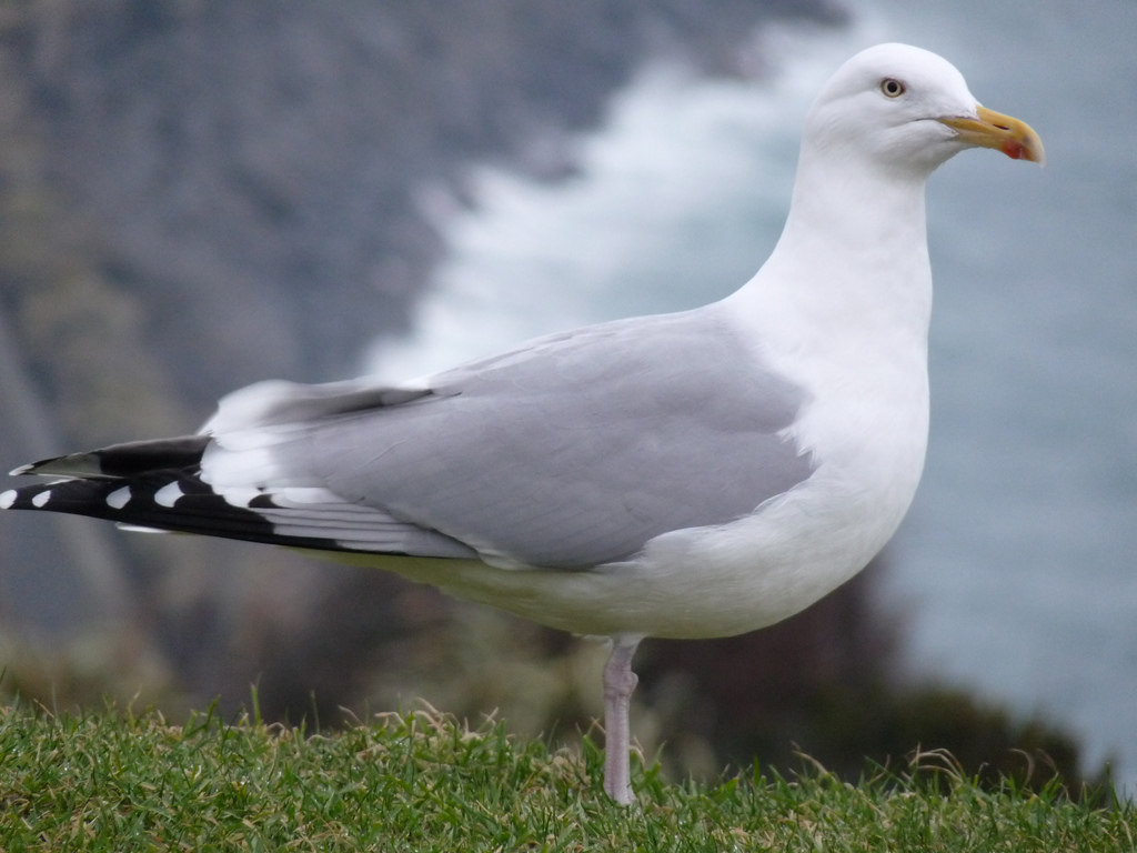 Pretty Herring gull