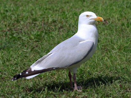 Pretty Herring gull