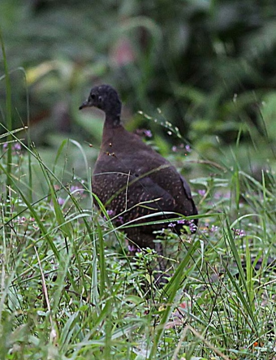 Highland tinamou