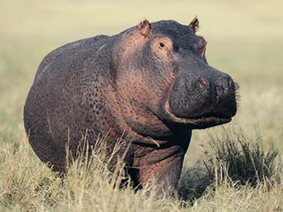Pretty Hippo