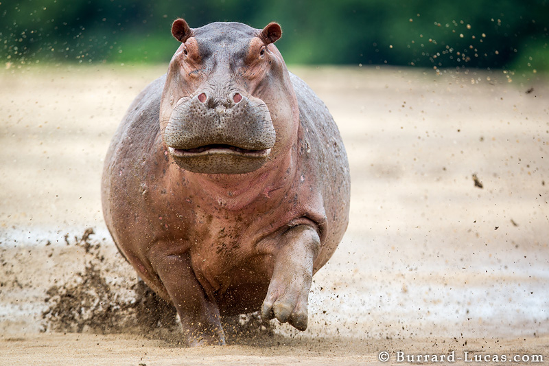 Hippo photo 