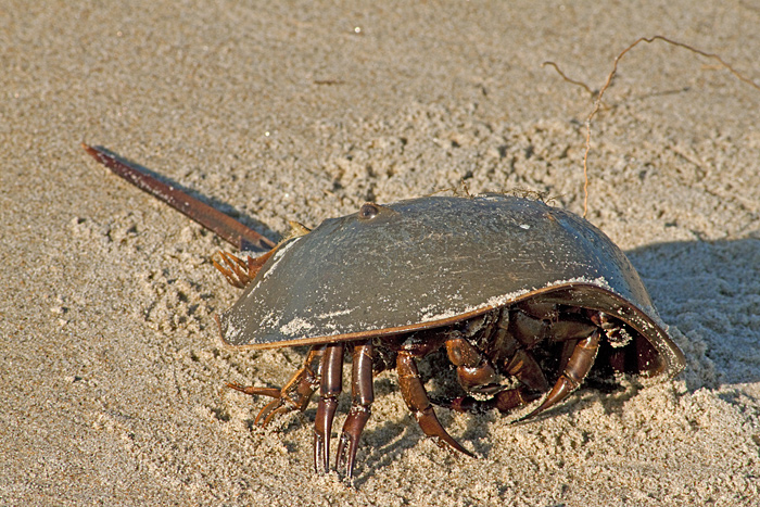 Nice Horseshoe crab
