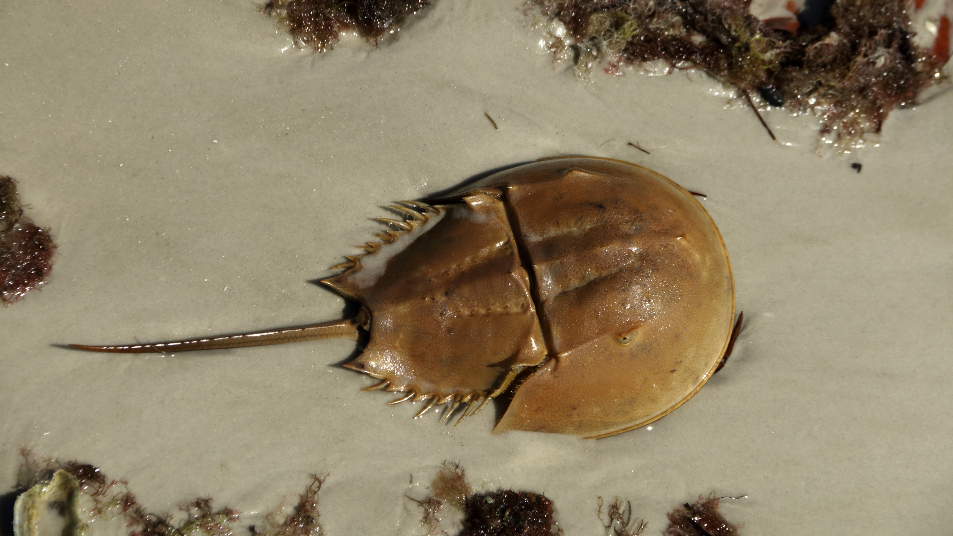 Horseshoe crab photo 