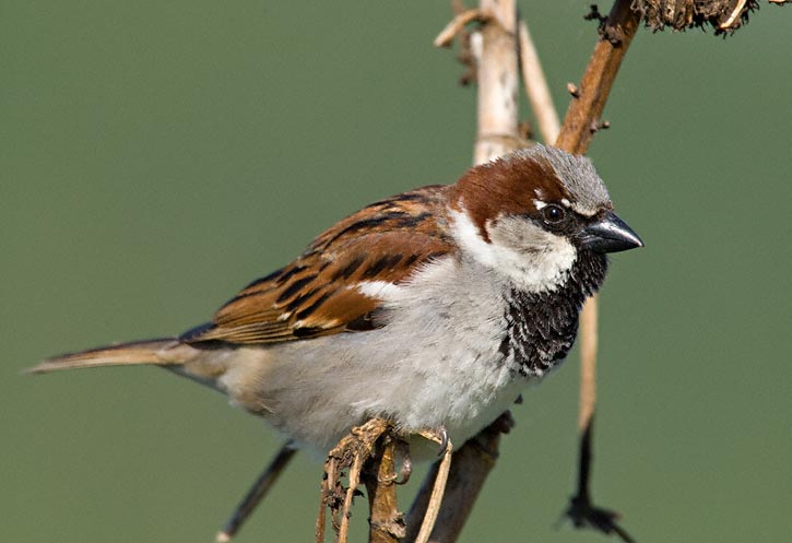 Pretty House sparrow