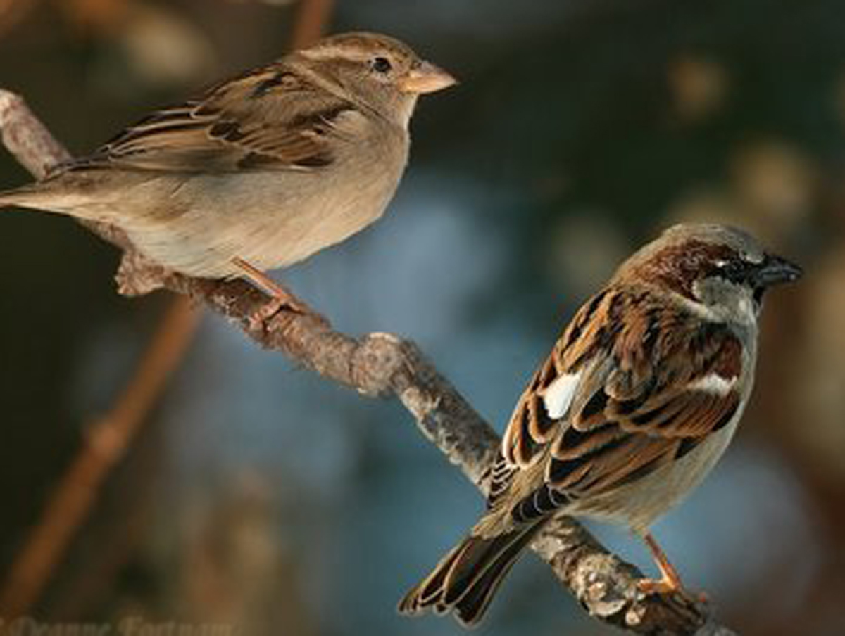 Pretty House sparrow