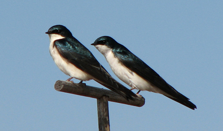 House swallow