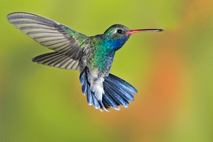 Cool Hummingbird