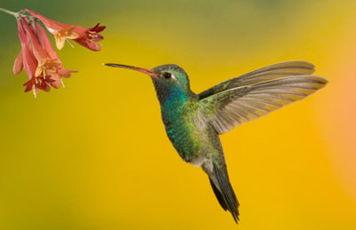 Photo Hummingbird
