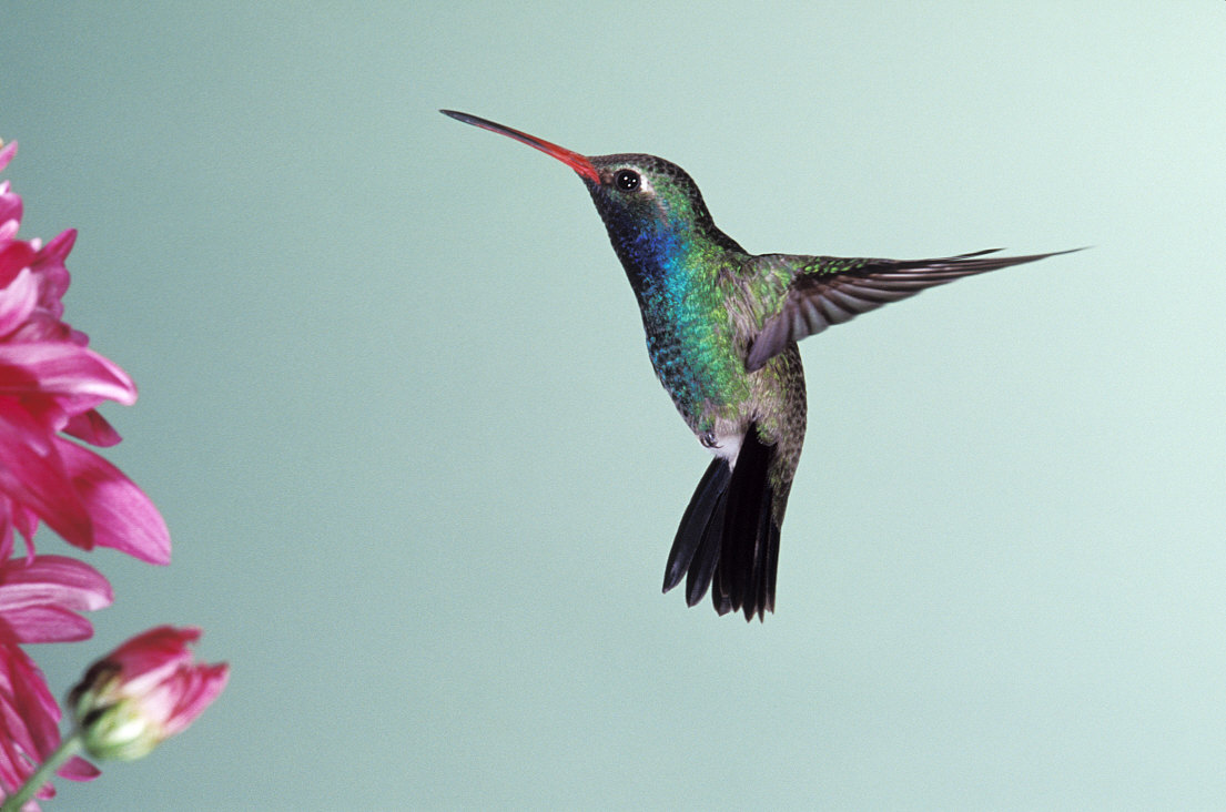 Hummingbird photo 