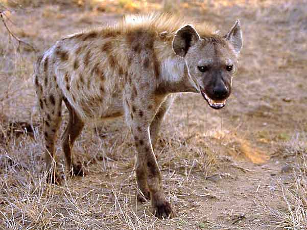 Nice Hyena