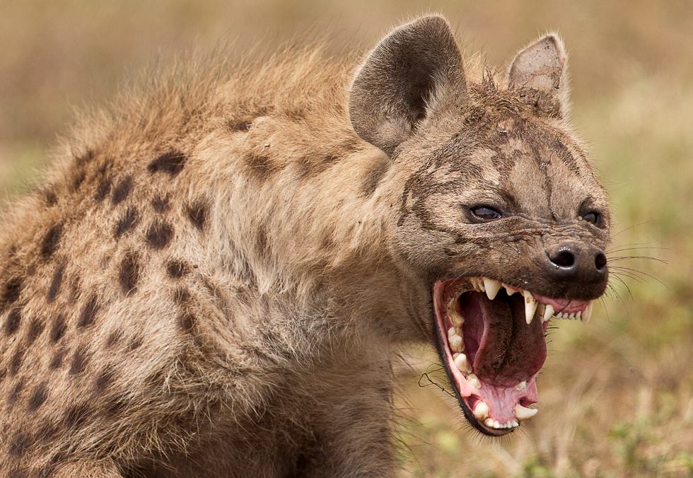 Cool Hyena