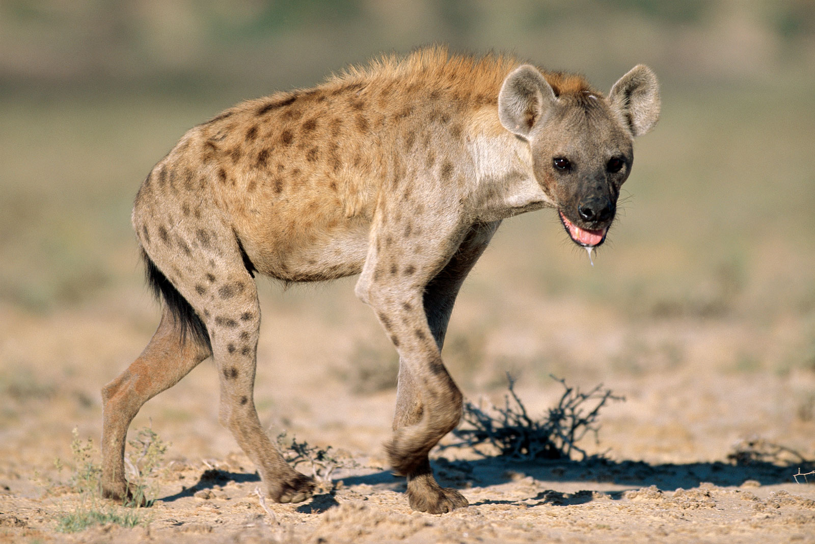 Pretty Hyena
