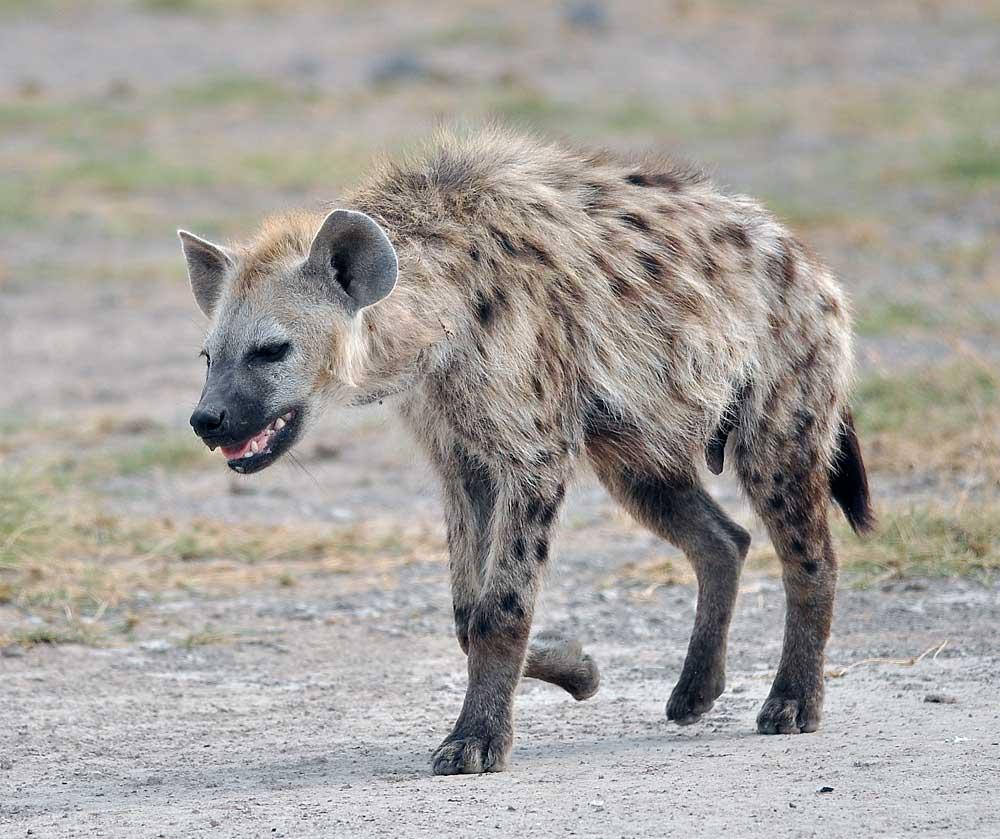 Photo Hyena