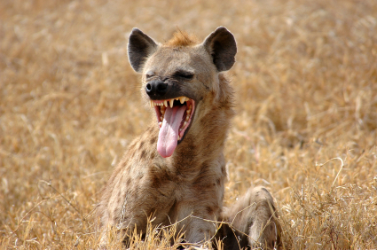Hyena photo 