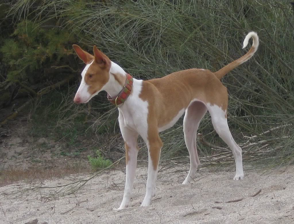 Cool Ibizan Hound - Dog Breed