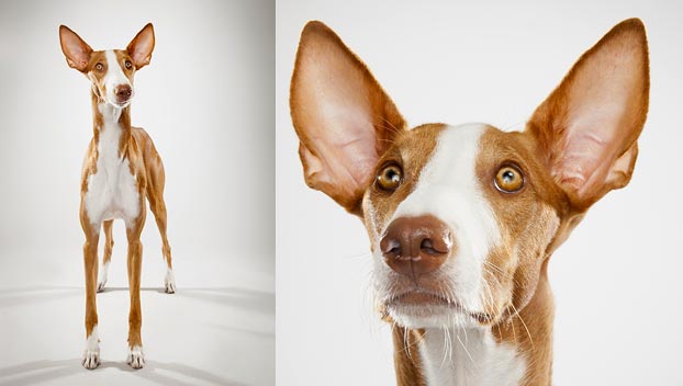 Wallpaper Ibizan Hound - Dog Breed