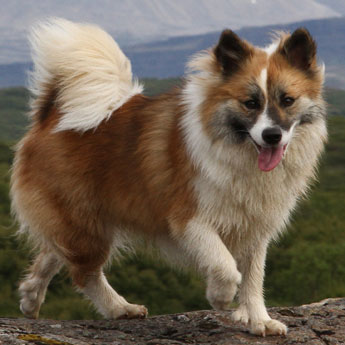 Photo Icelandic Sheepdog - Dog Breed