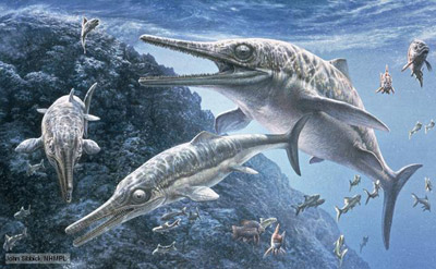 Pretty Ichthyosaur