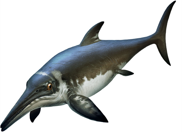 Ichthyosaur photo 