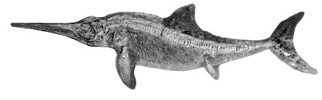 Ichthyosaur wallpaper