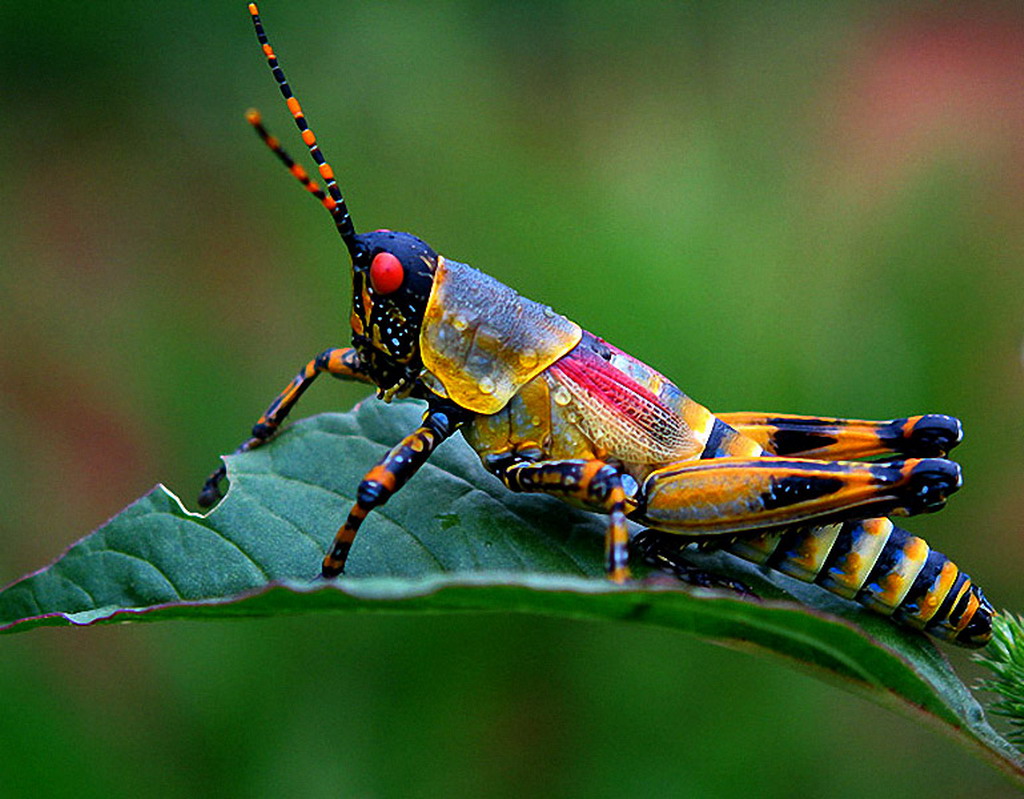 Wallpaper Insect