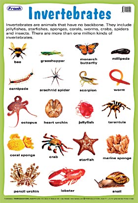 invertebrates - Photo #02