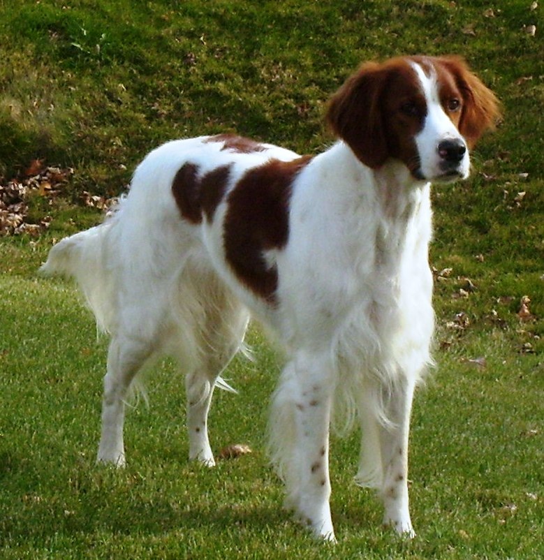 Irish Red and White Setter - Dog Breed