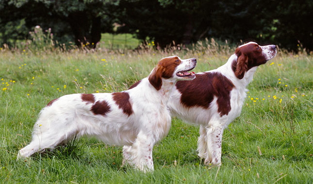 Cool Irish Red and White Setter - Dog Breed