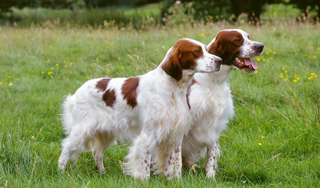 Pretty Irish Red and White Setter - Dog Breed