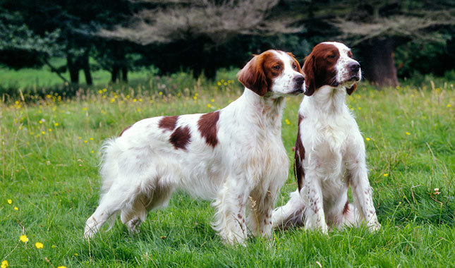 Cute Irish Red and White Setter - Dog Breed