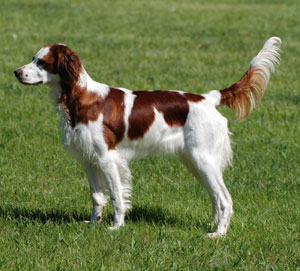 Wallpaper Irish Red and White Setter - Dog Breed