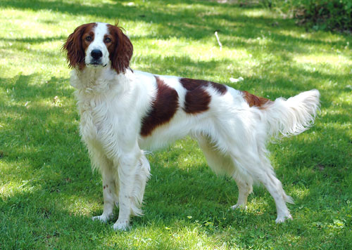 Irish Red and White Setter - Dog Breed photo 